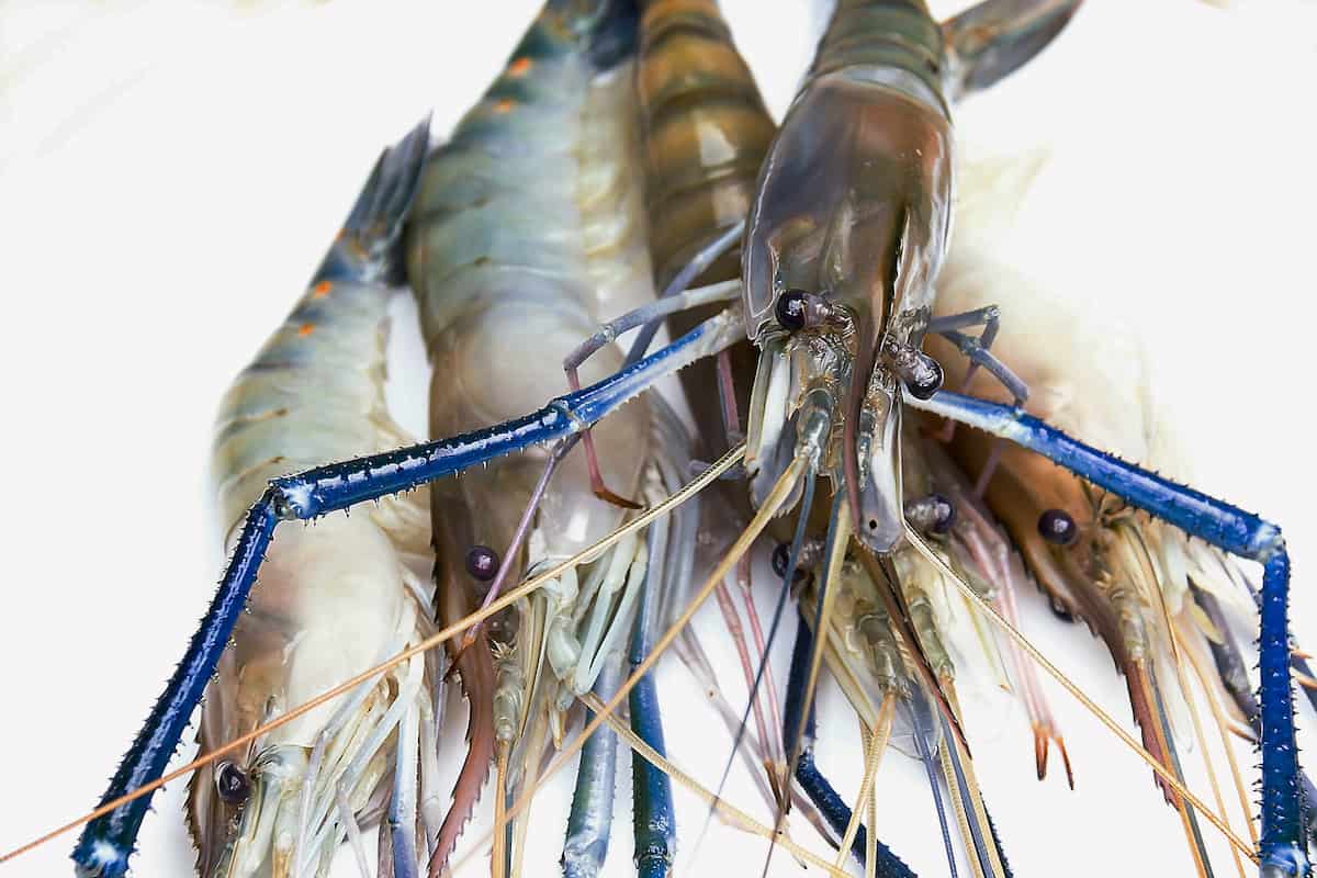 How to Start Shrimp Farming in Switzerland