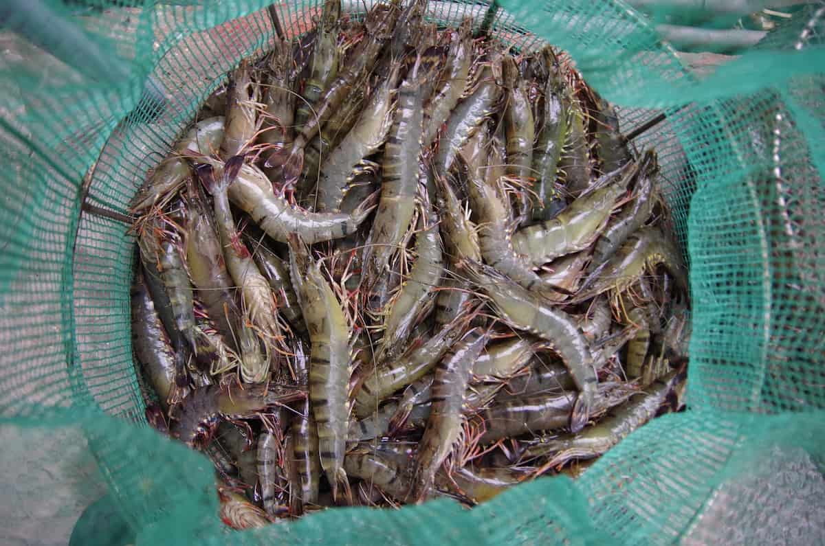 Shrimp Farming