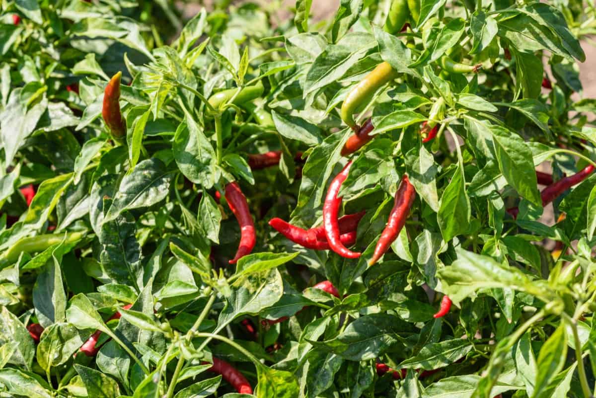 How to Start Thai Dragon Pepper Farming1