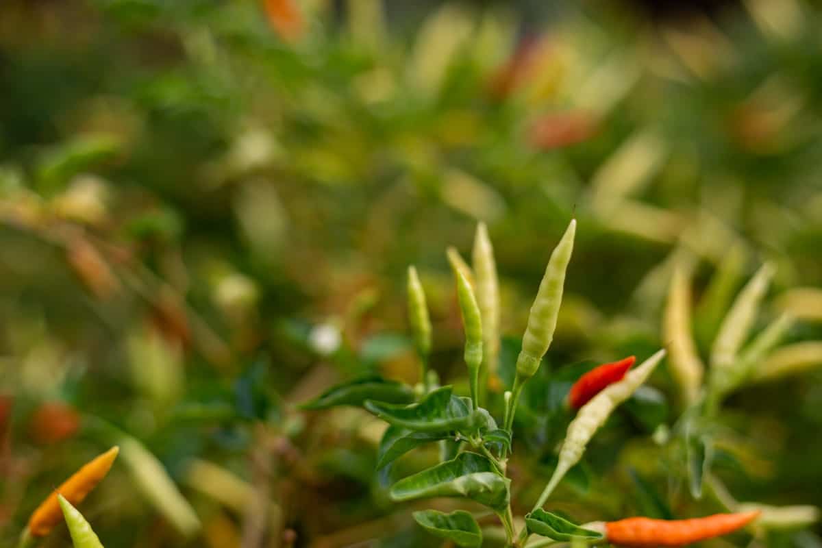 How to Start Thai Dragon Pepper Farming3