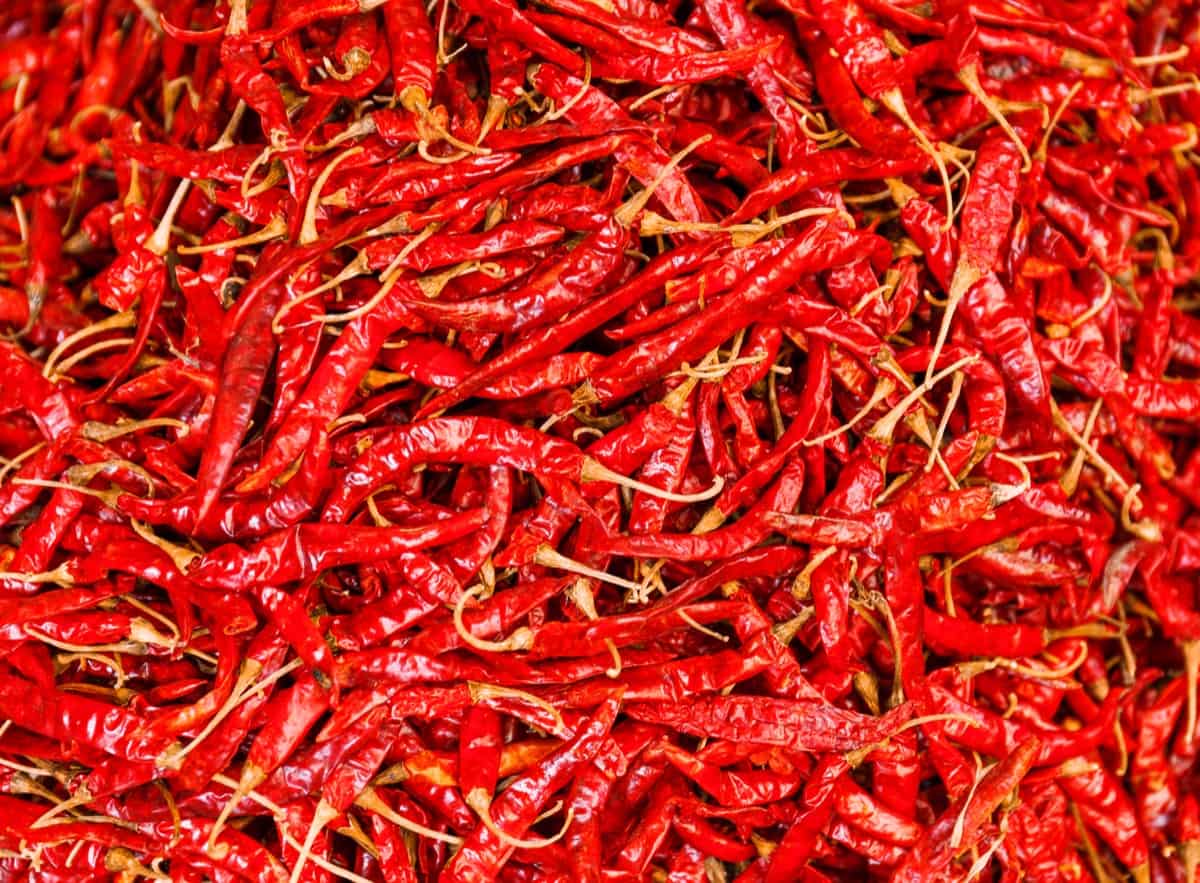 Hybrid Chilli Yield Red and Green Per Acre in India