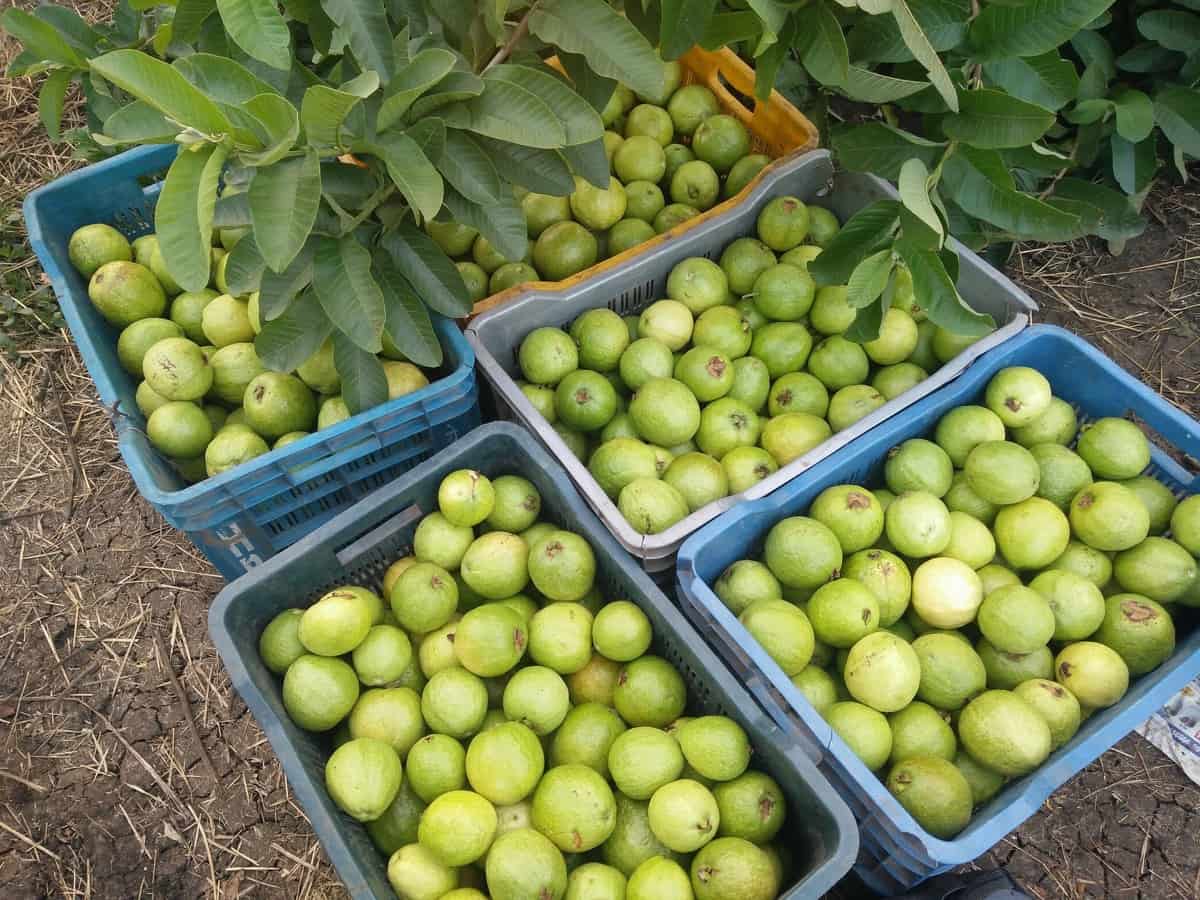 Guava Harvesting