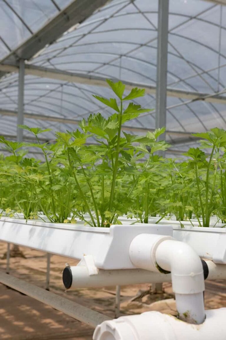 hydroponic farming business plan in nigeria