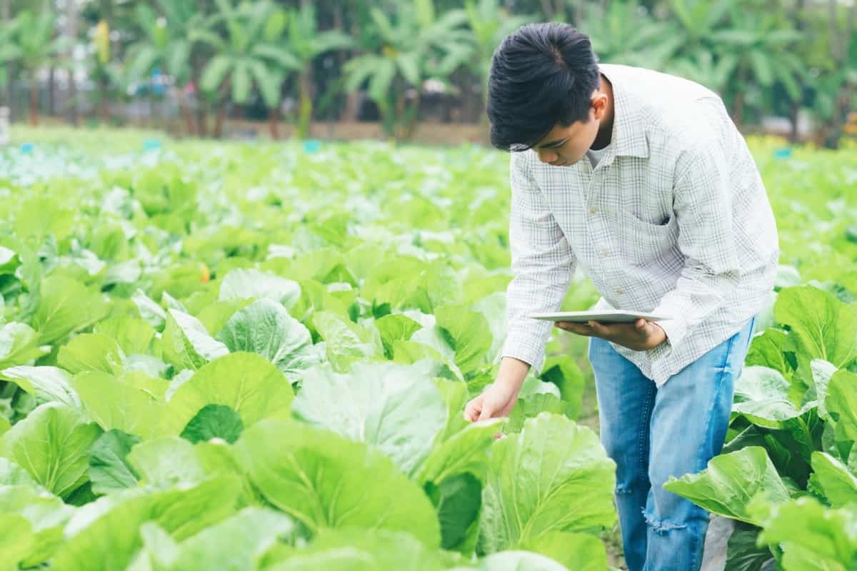 Impact of Blockchain Technology and ChatGPT on Agriculture5