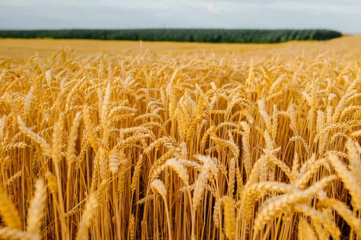Wheat Farming