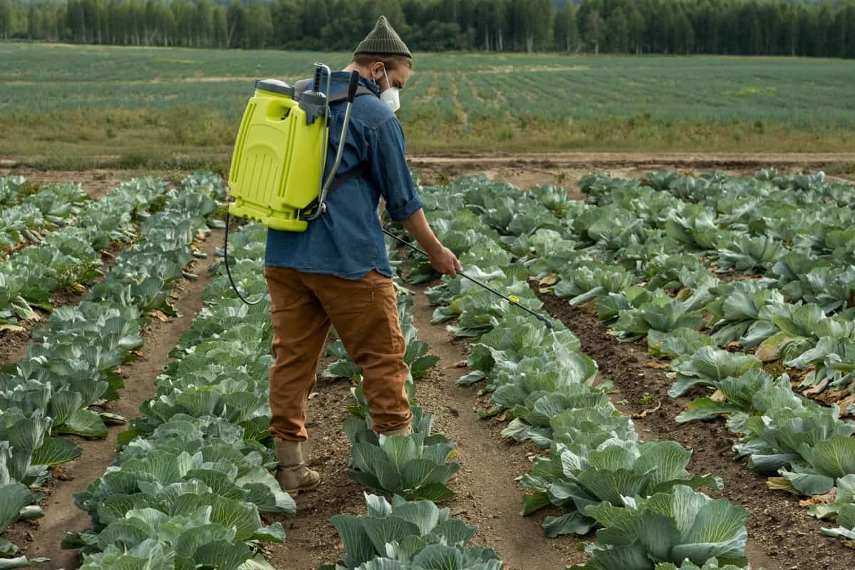Biopesticides for Cabbage Farming