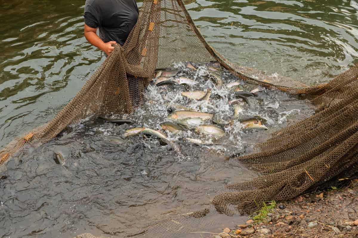 Importance of Dissolved Oxygen Level in Aquaculture