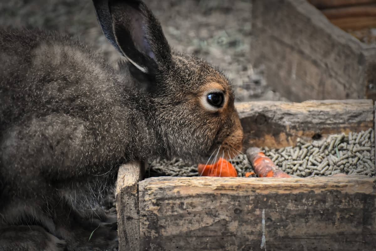 Rabbit Feeding