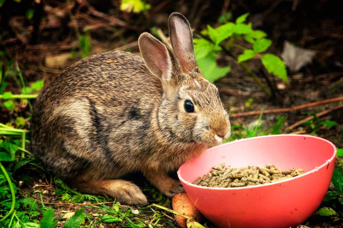 Rabbit Feeding Bowl
