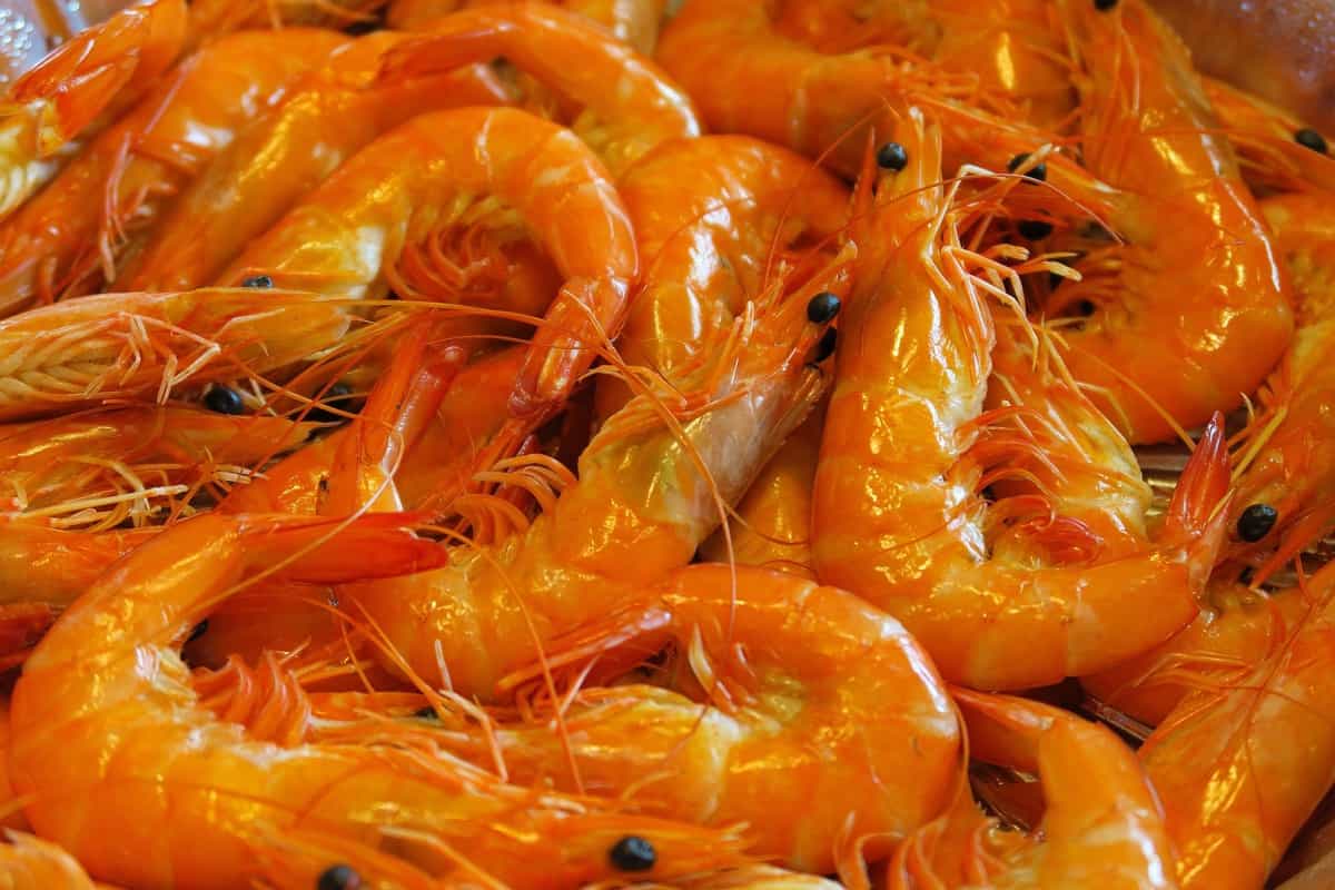 Key Rules to Improve Feed Conversion Ratio (FCR) in Shrimp Culture