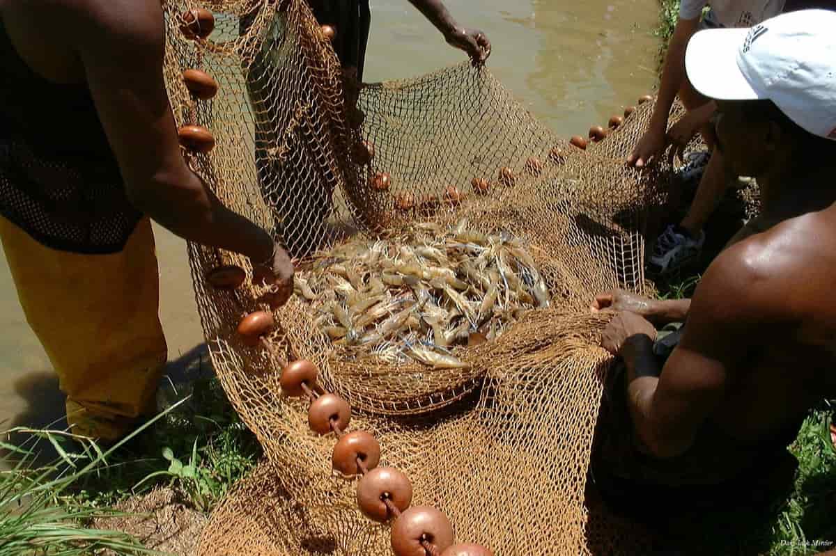 Shrimp Farming Net