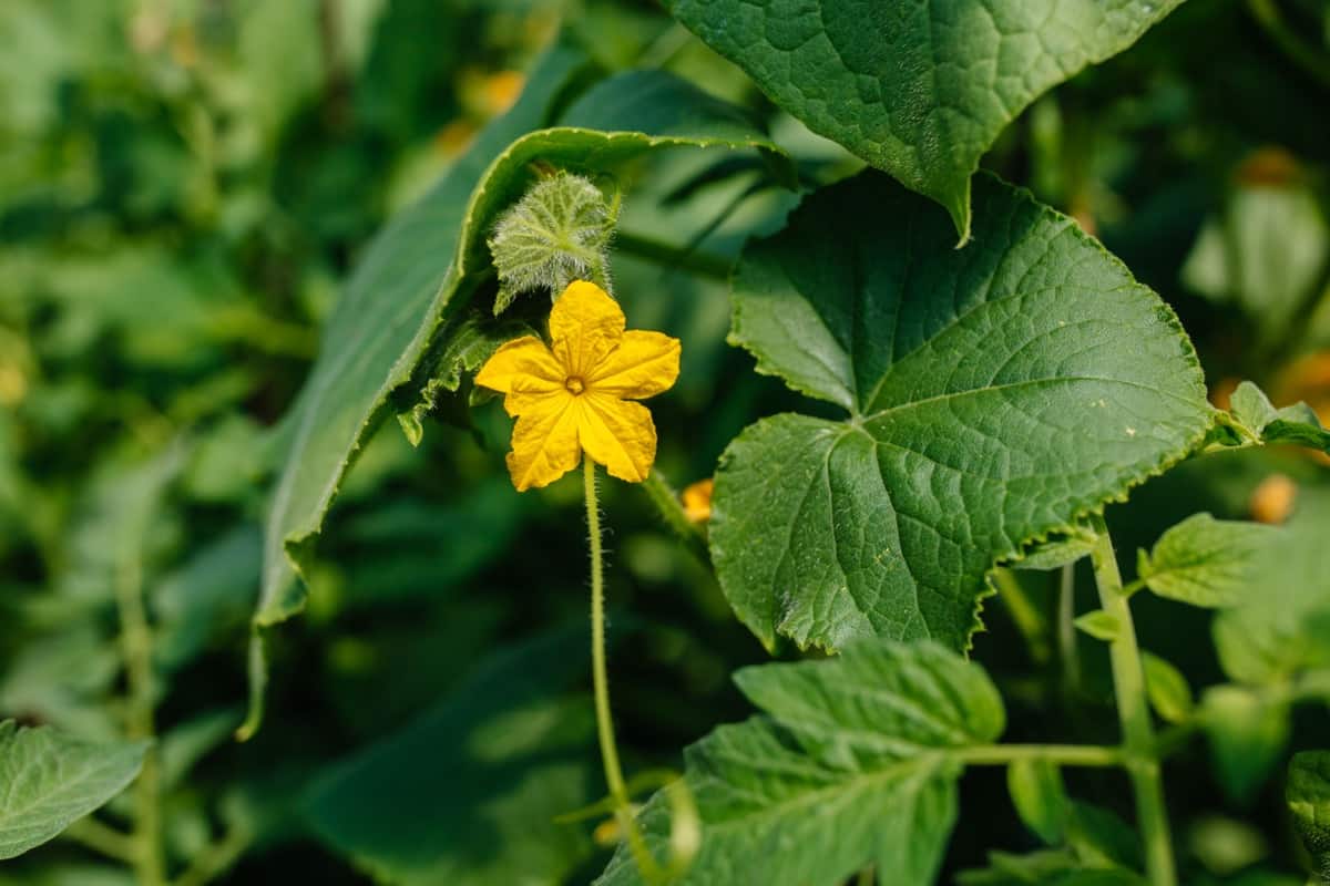 Key Rules to Increase Female and Male Flowers in Cucumbers