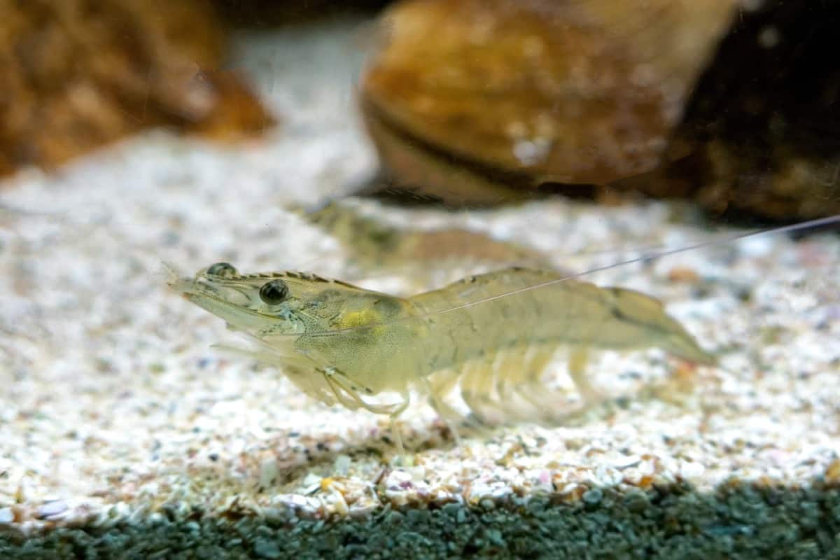 Best Techniques to Increase Vannamei Shrimp Farming Yield