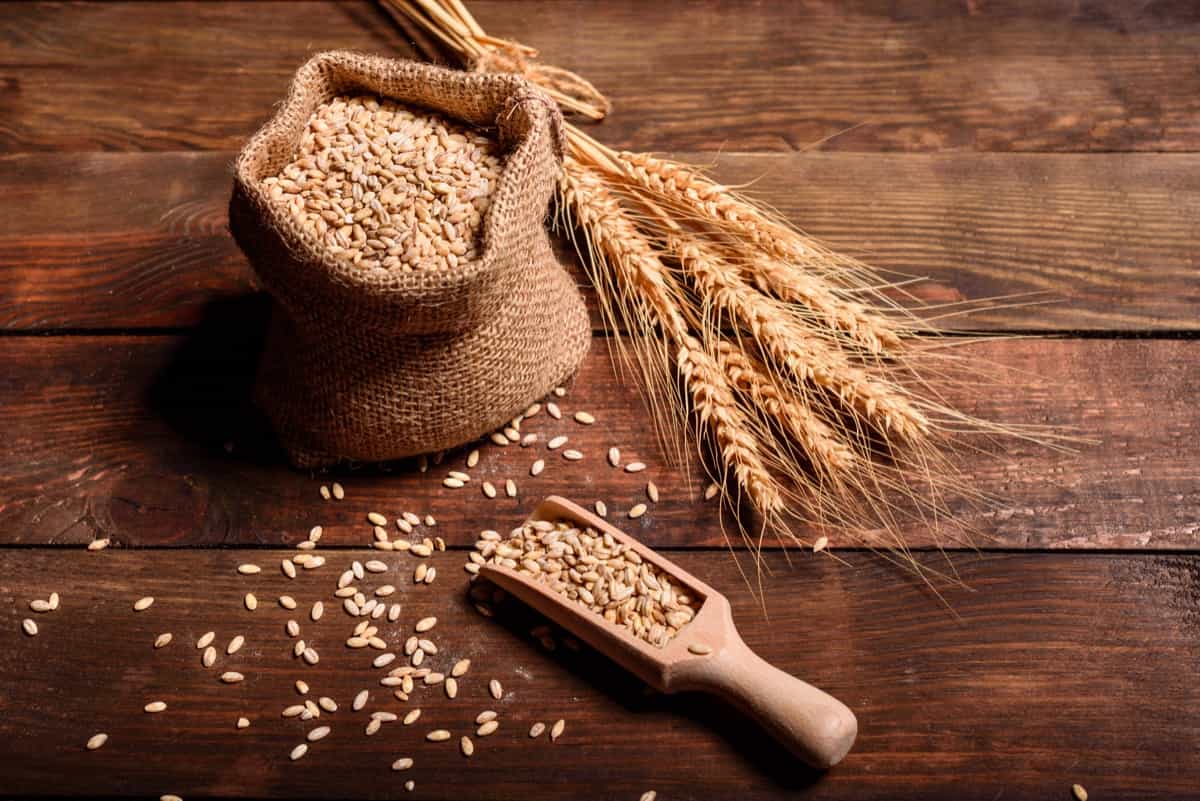 High-Yielding Wheat Varieties in India