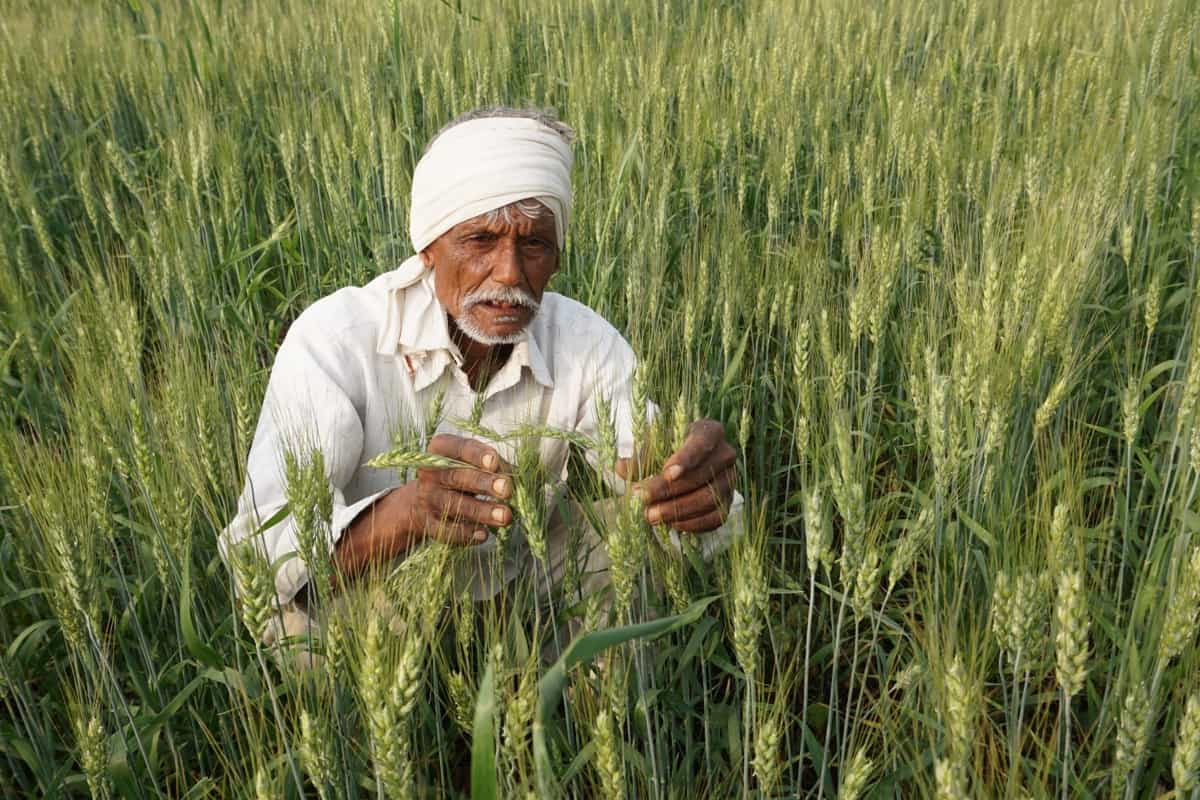 farmer in the wheat field