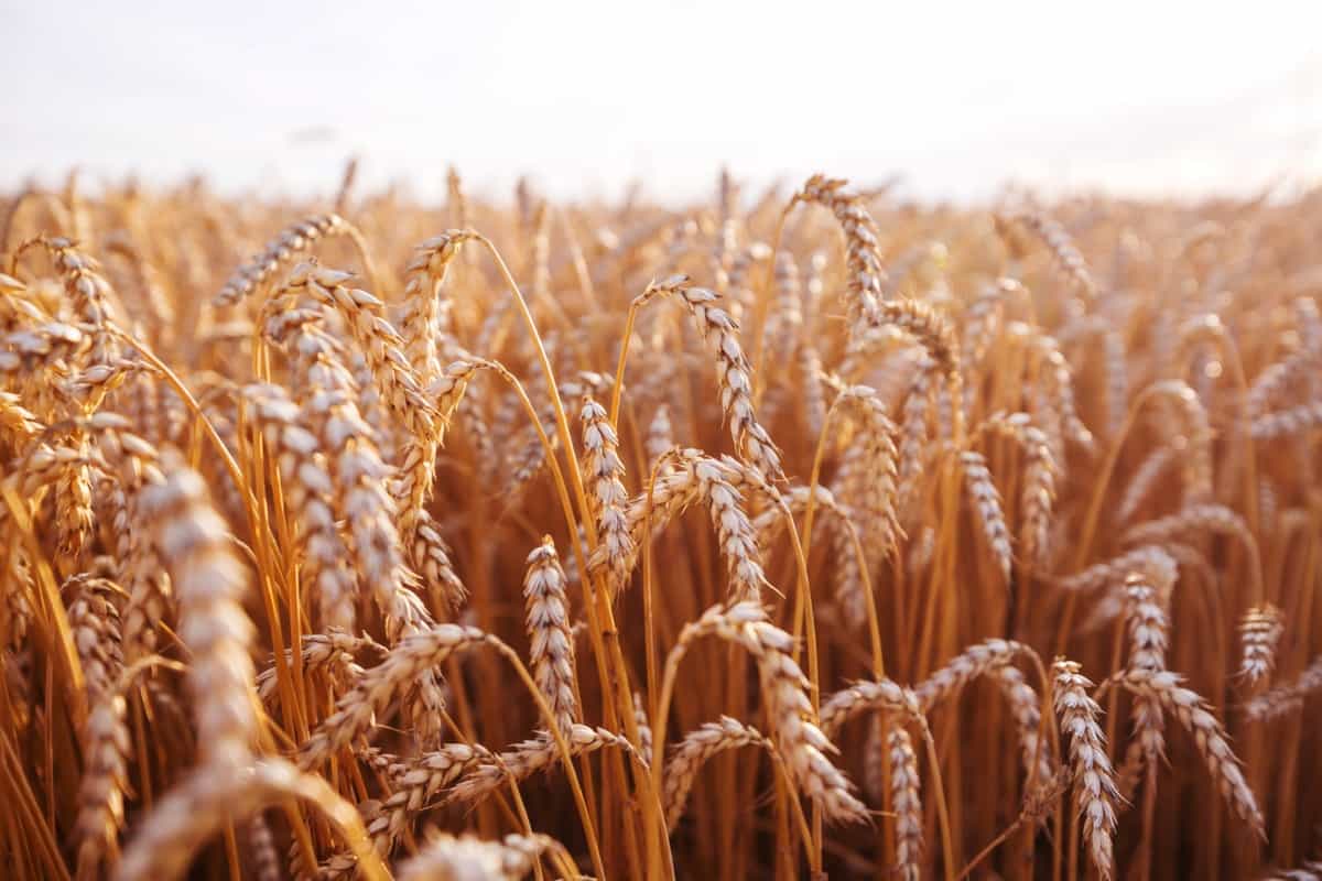 Wheat farming