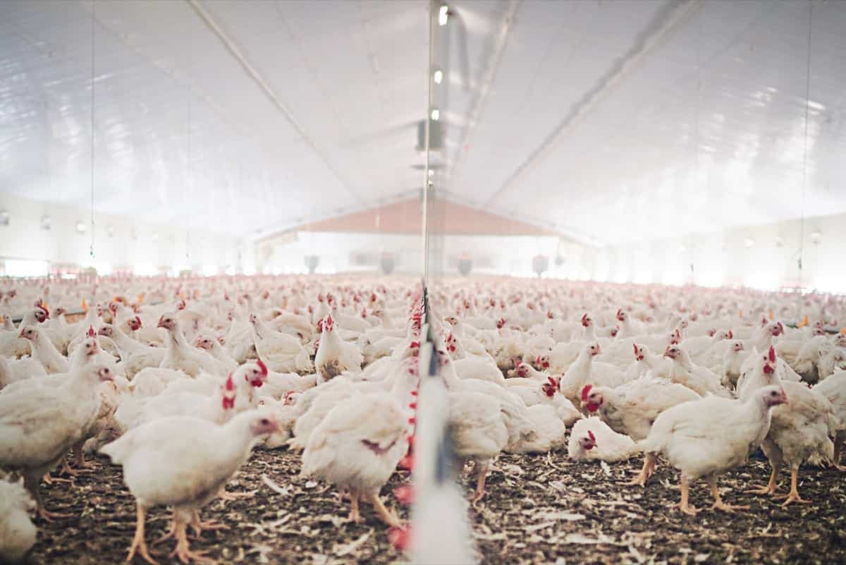 Innovations in Poultry Farming