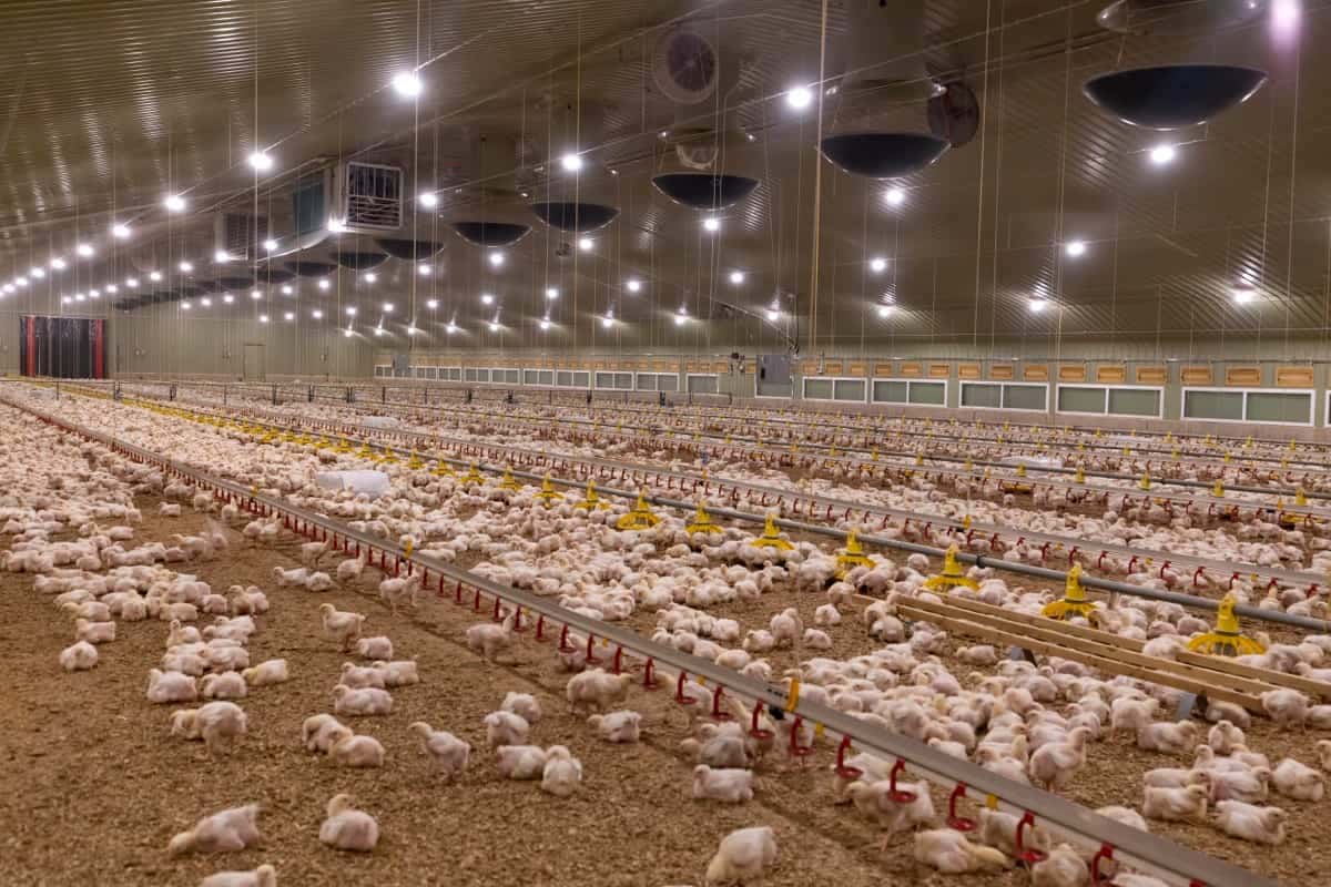 Large Scale Chicken Farming