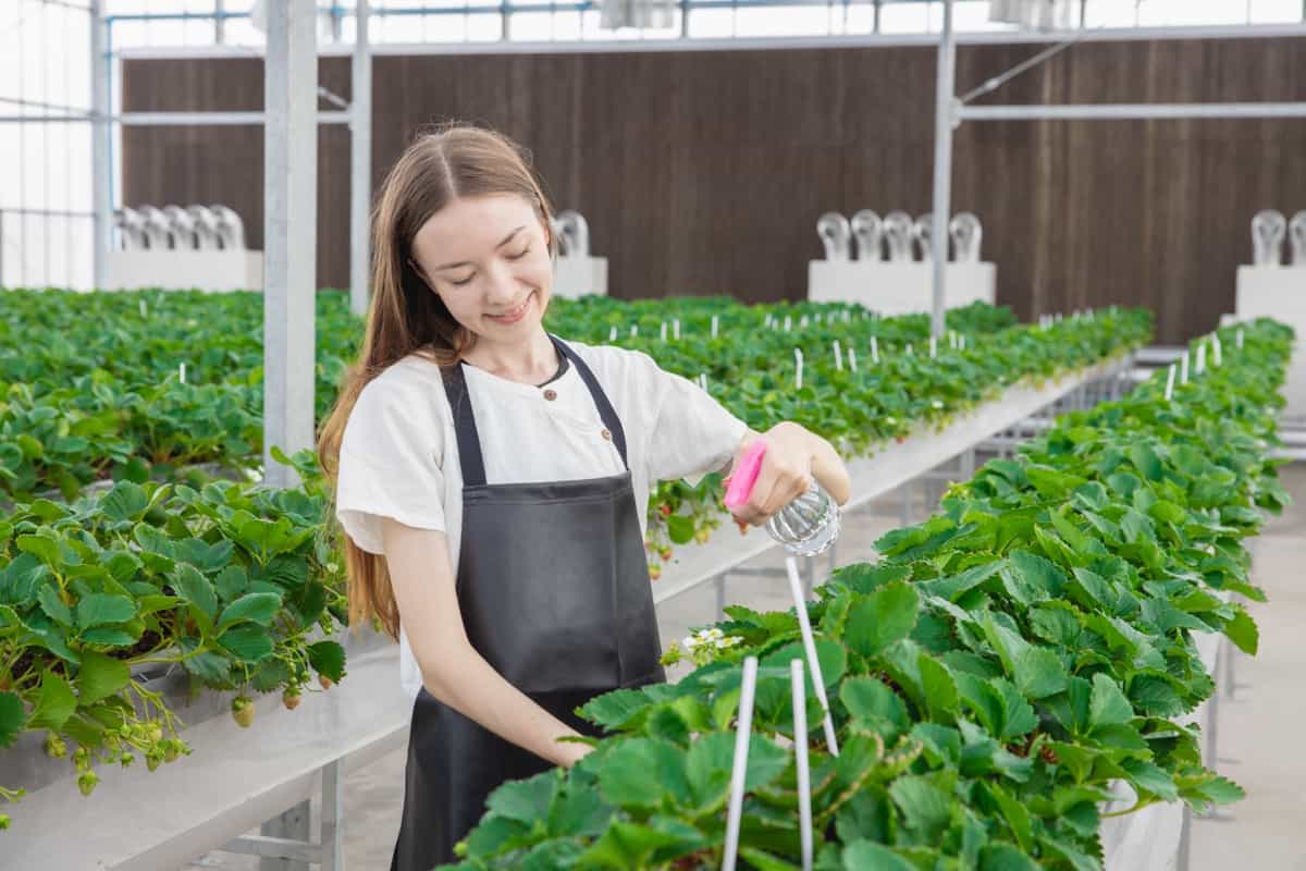 agriculture in greenhouse