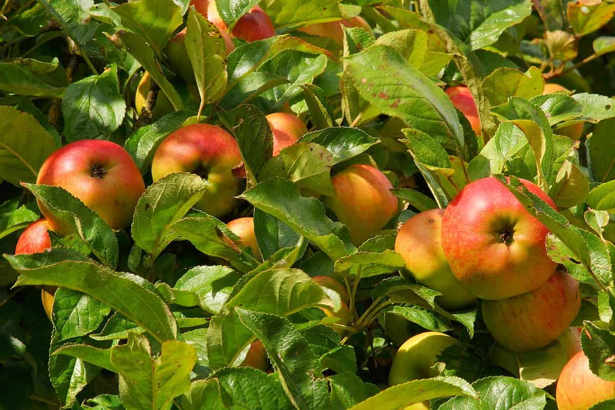 Kashmiri Apple Cultivation in India