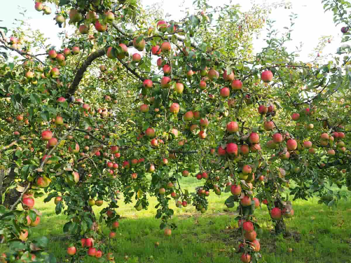 Kashmiri Apple Farming