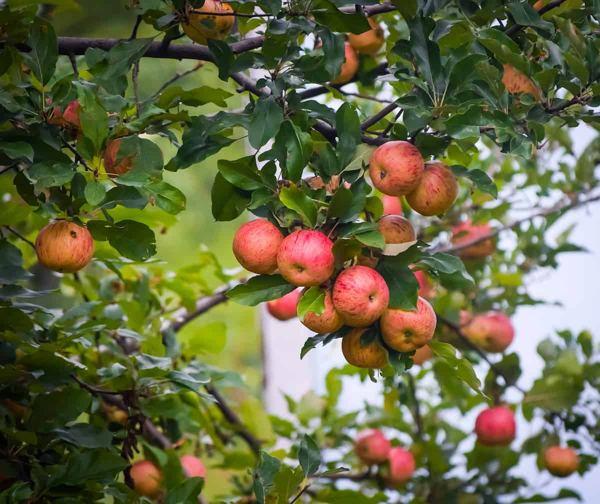 Kashmiri Apple Tree