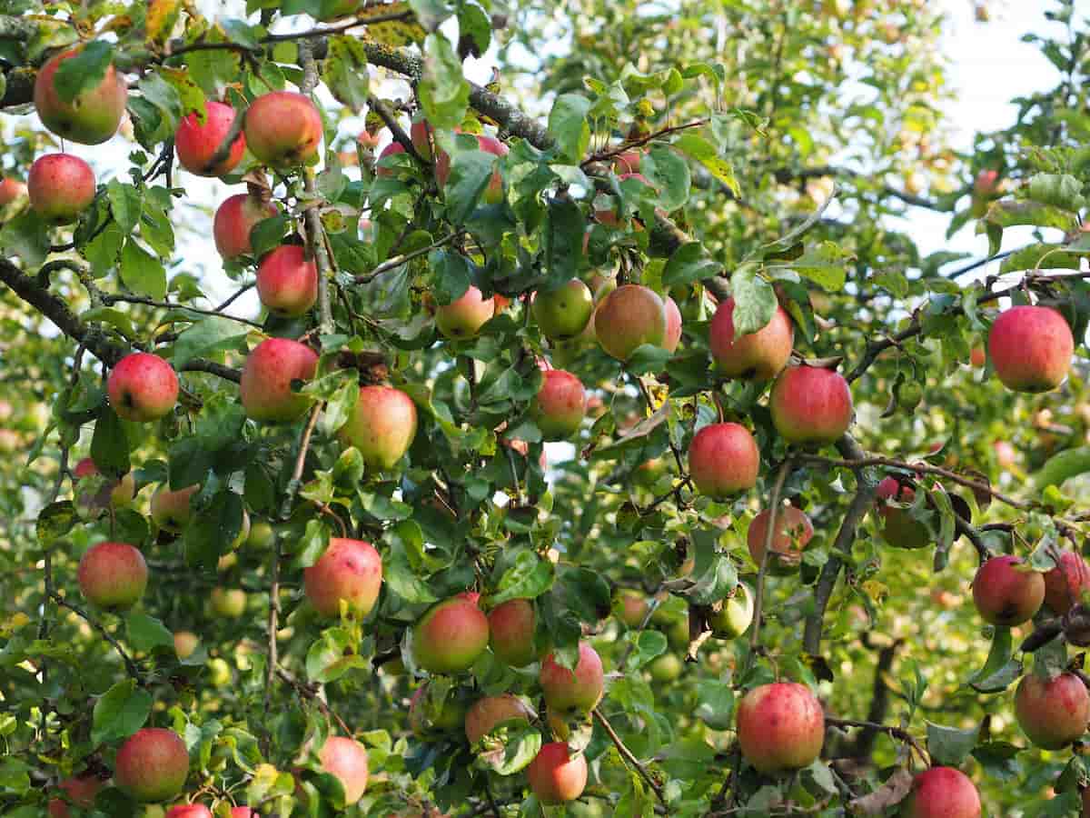 Kashmiri Apple Farm