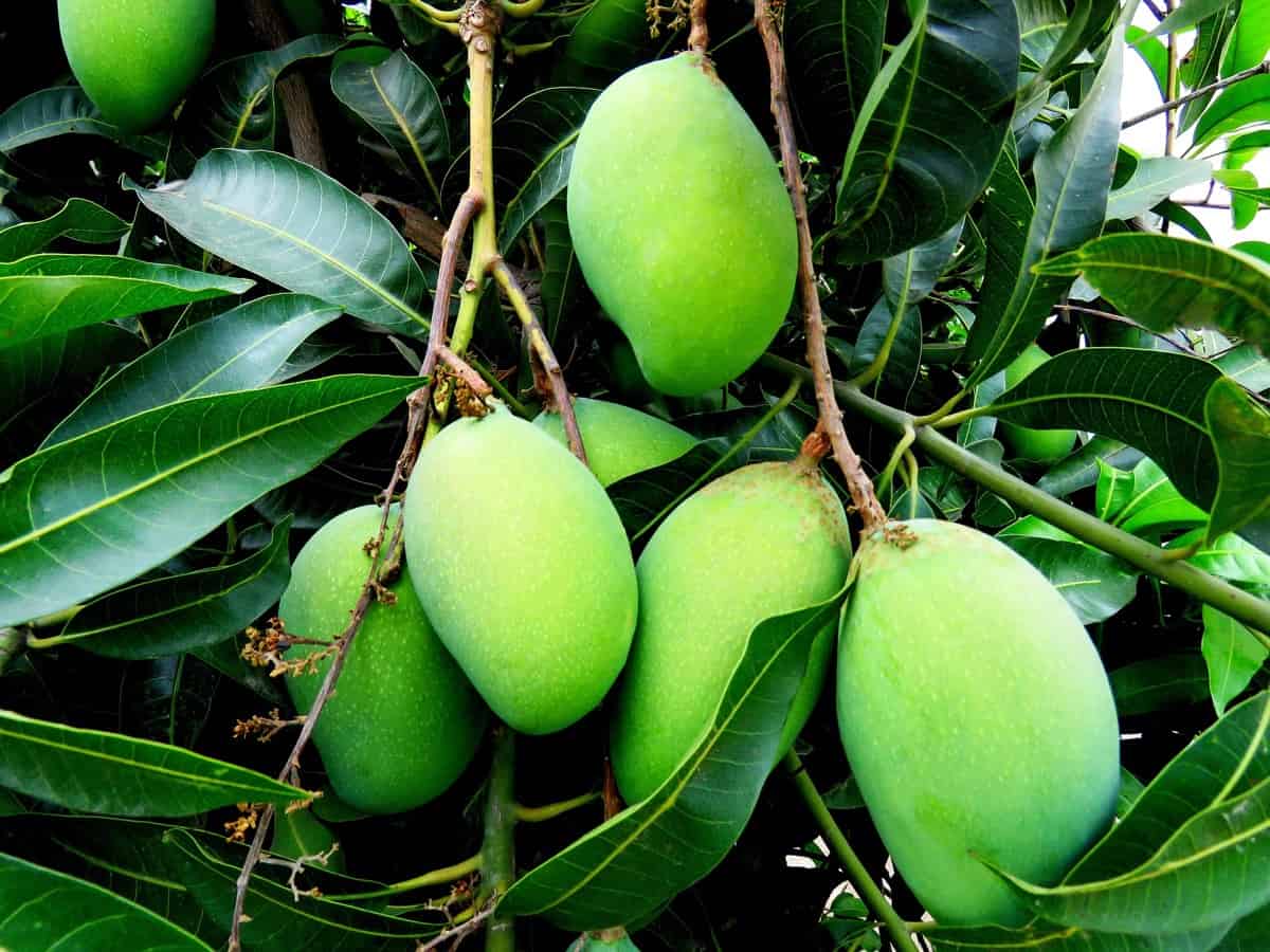 Kesar Mango Farming