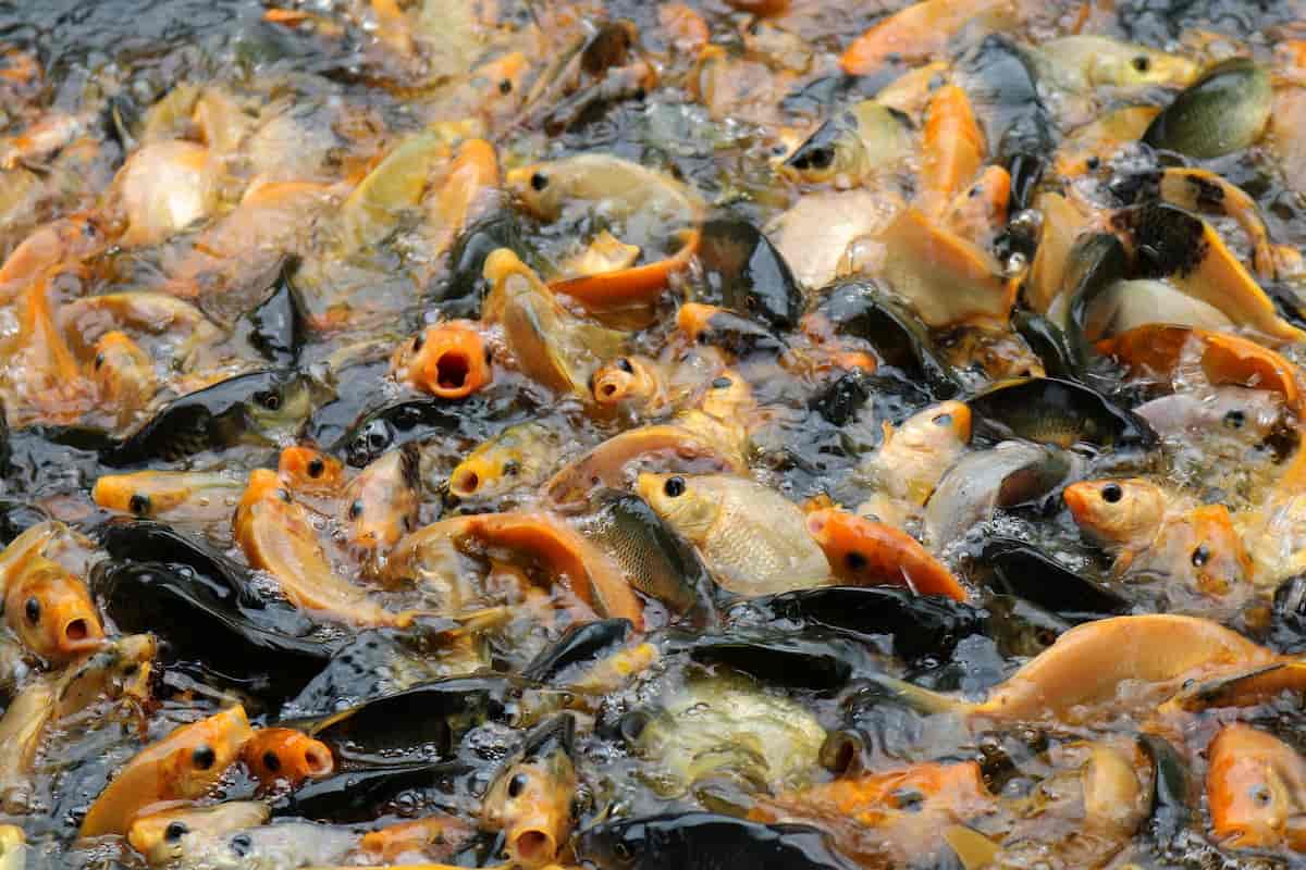 Key Rules to Improve Feed Conversion Ratio (FCR) in Fish  