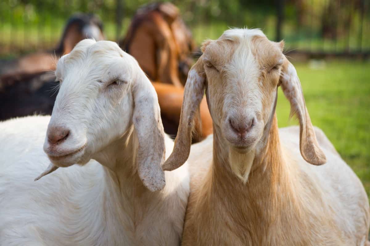 Key Rules to Start Jamunapari Goat Farming