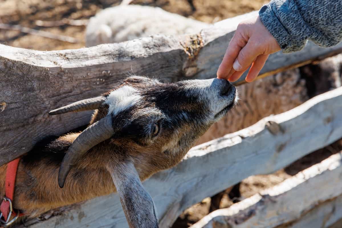 Key Rules to Start Sirohi Goat Farming1
