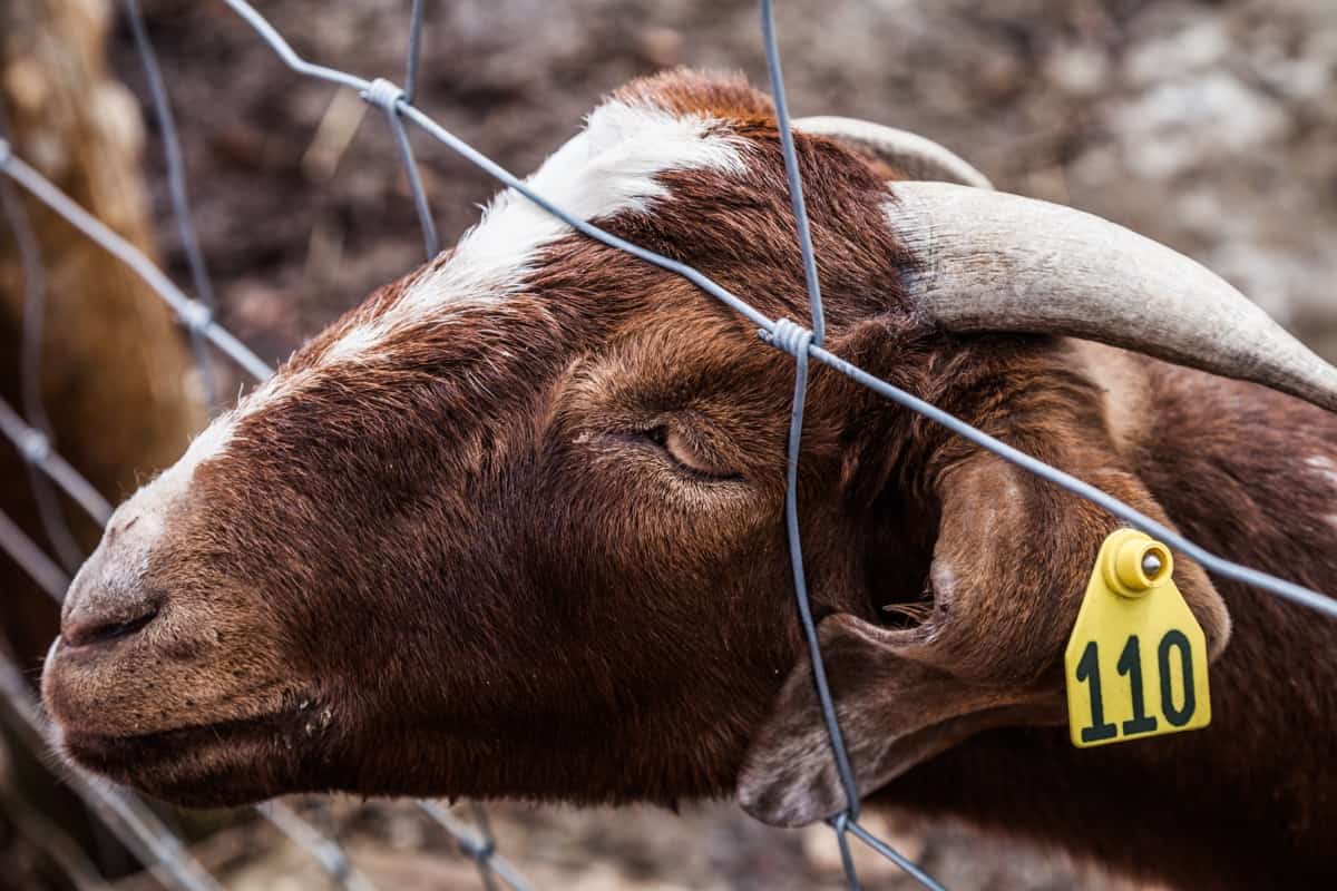 Key Rules to Start Sirohi Goat Farming6