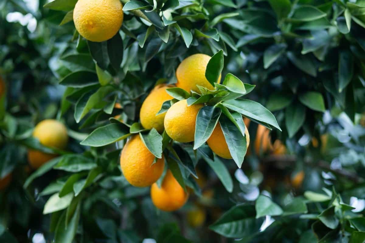 lush citrus tree with vibrant, ripening oranges growing on its branches