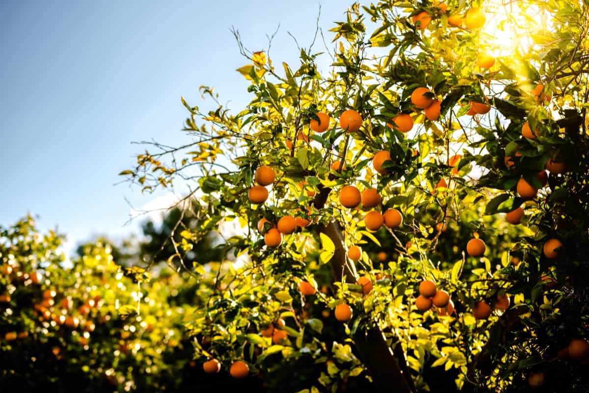 Orange orchard
