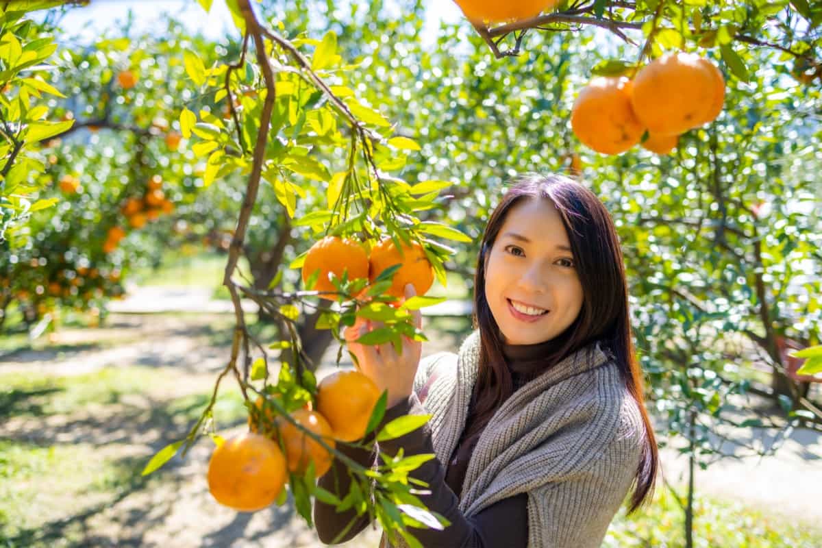 organic orange farm