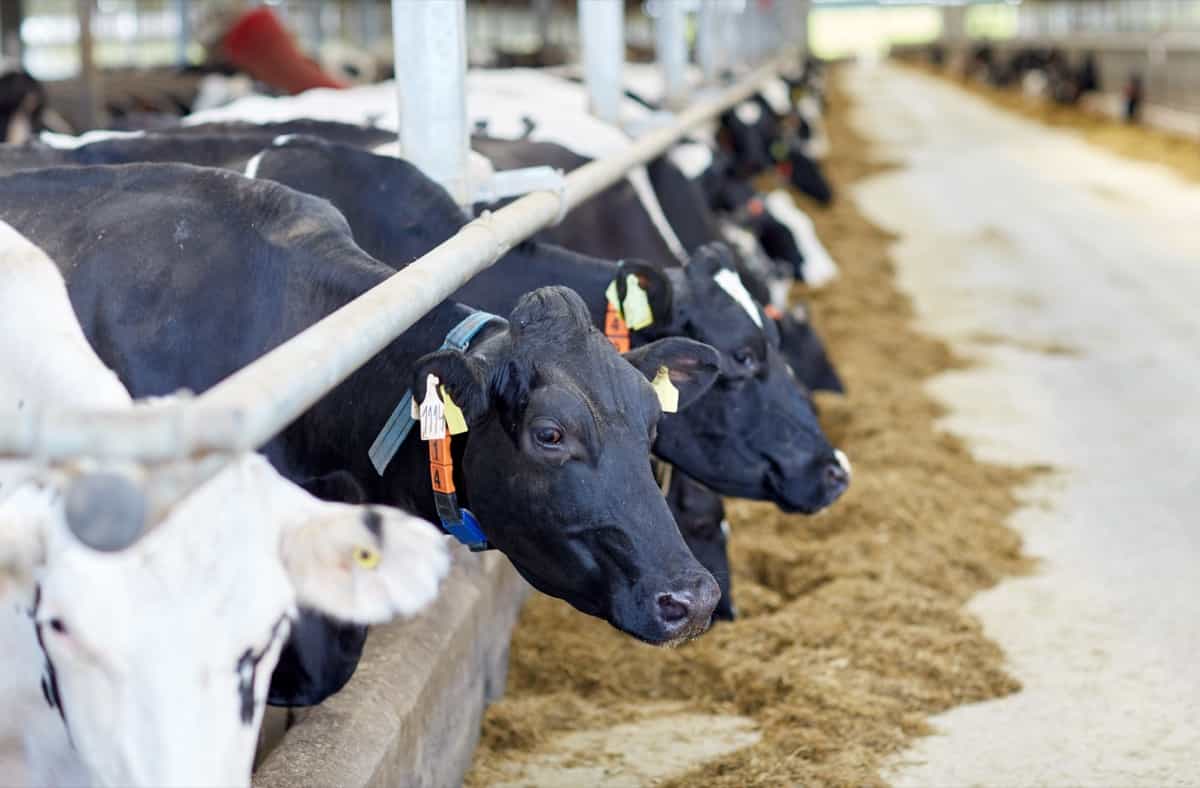 Dairy farming schemes