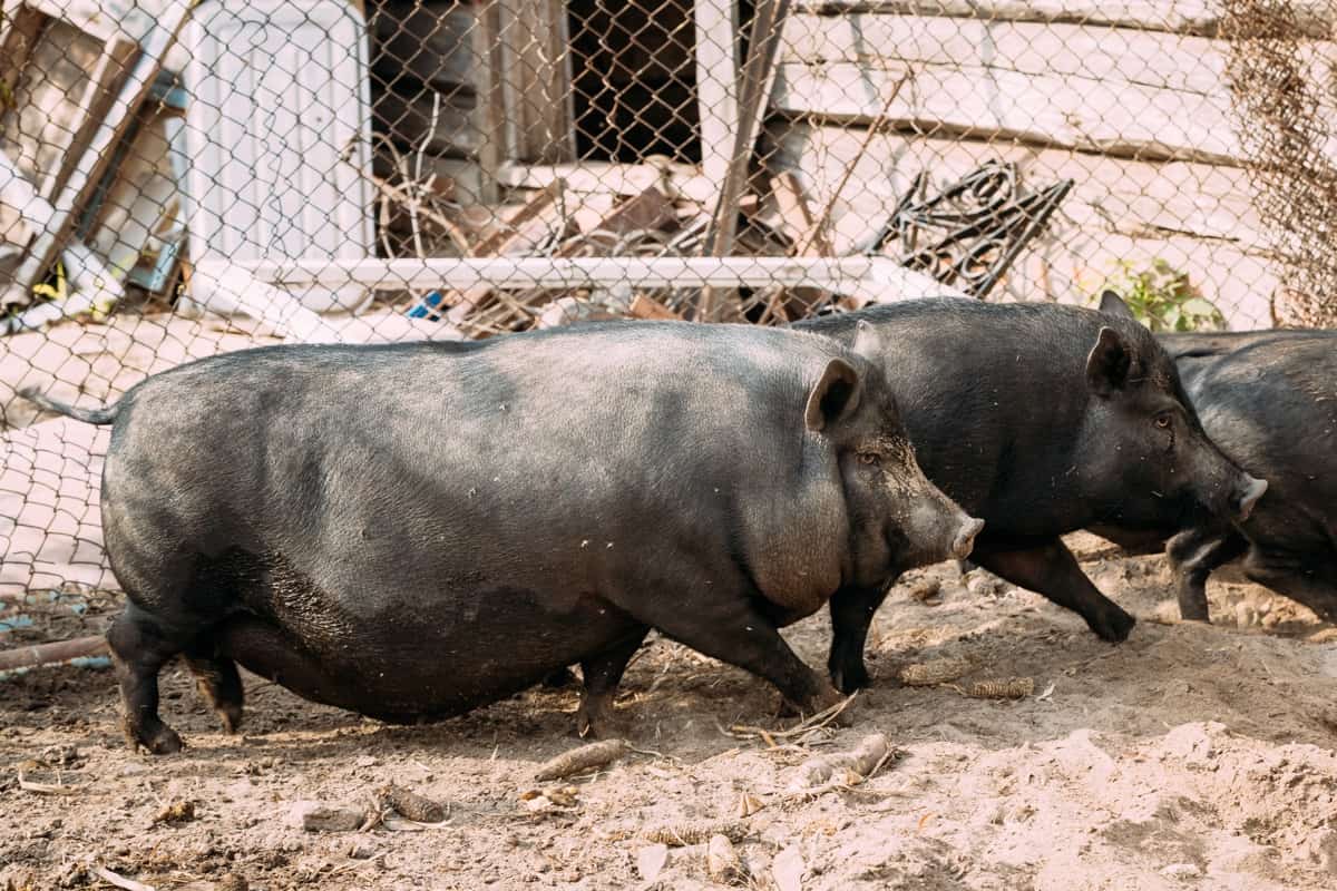Large Black Pig Farm