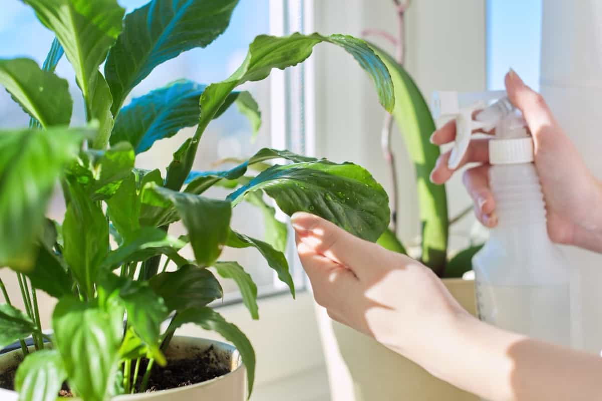 spraying leaves of an indoor plant