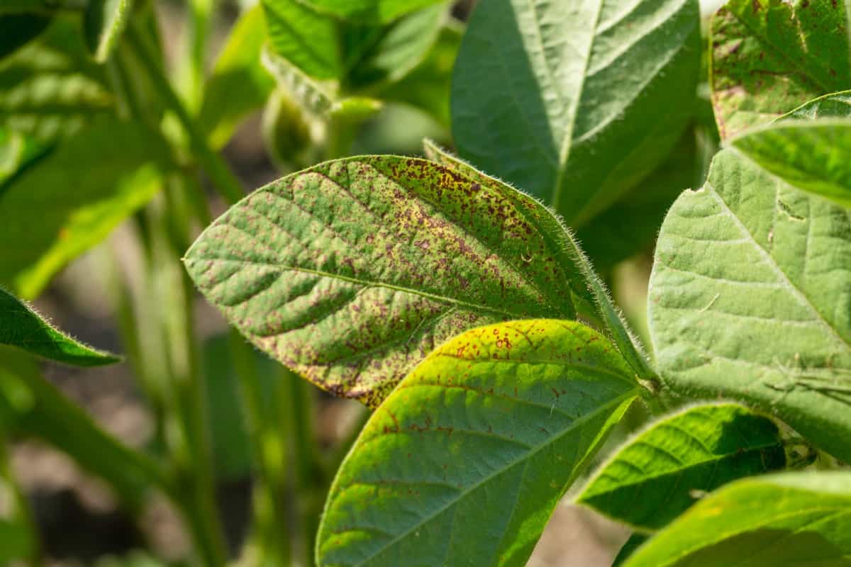 Soybean leaf septori