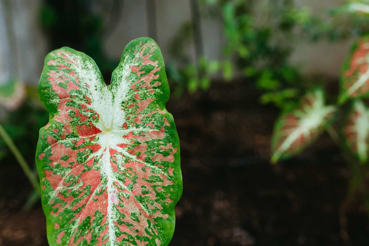 Spotted Red and Green Tropical Plant Leaf at Greenhouse