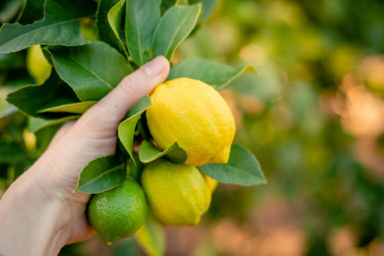 Lemon Cultivation Secrets: Proven Farming Practices to Grow Healthy and Productive Lemon Trees
