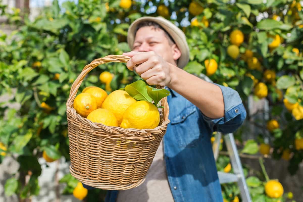 Picking Lemons in The Orchard
