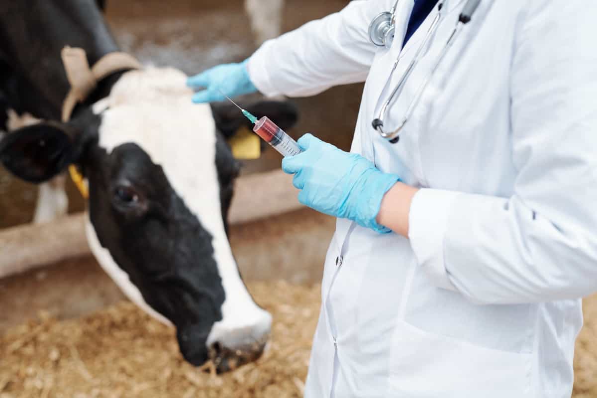 Syringe with vaccine for cow