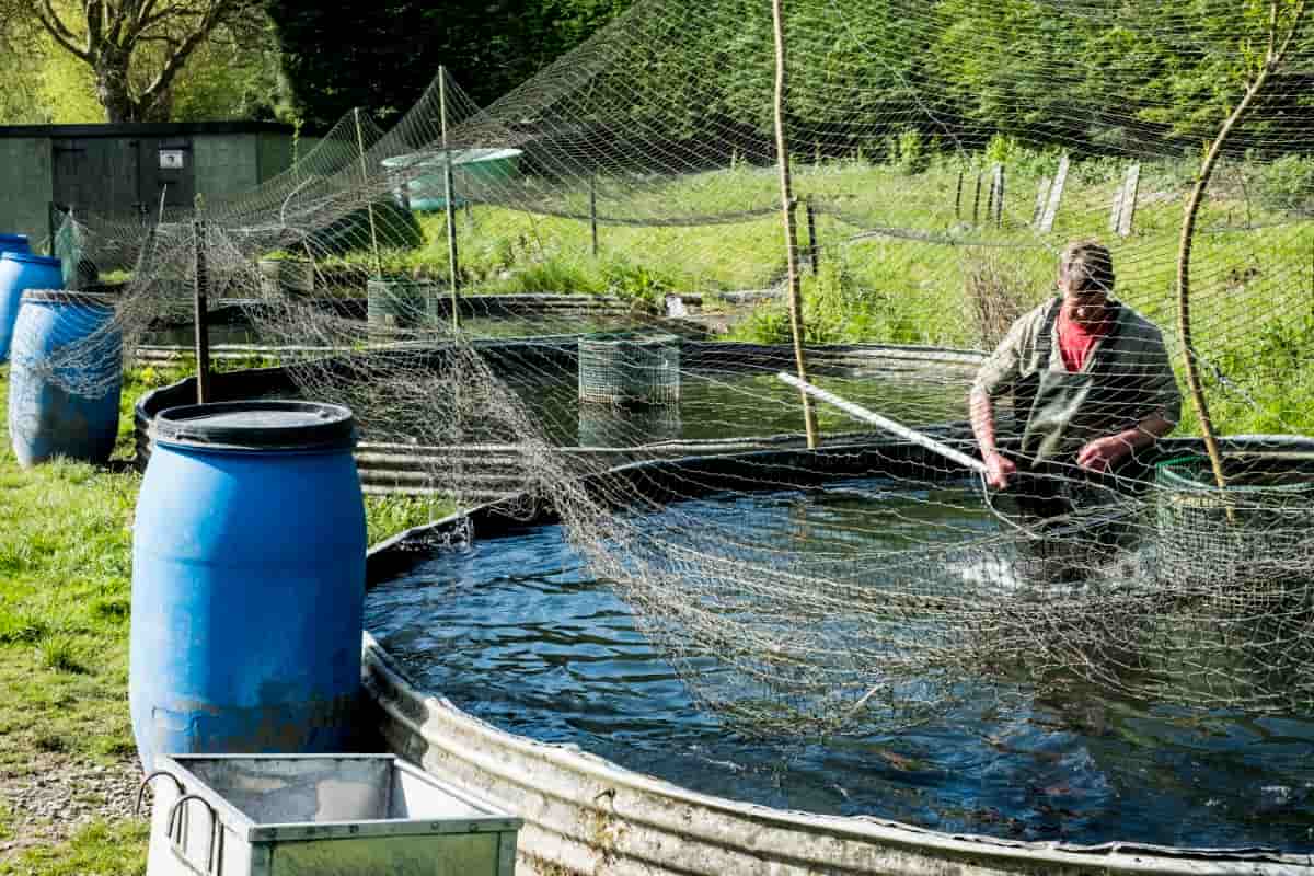 Low-Budget Fish Farming
