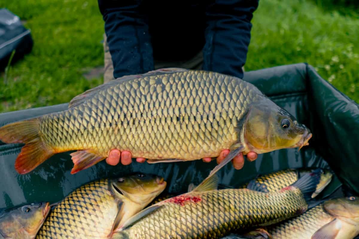 تربية الأحياء المائية الاقتصادية: دليل لتربية الأسماك على الميزانية