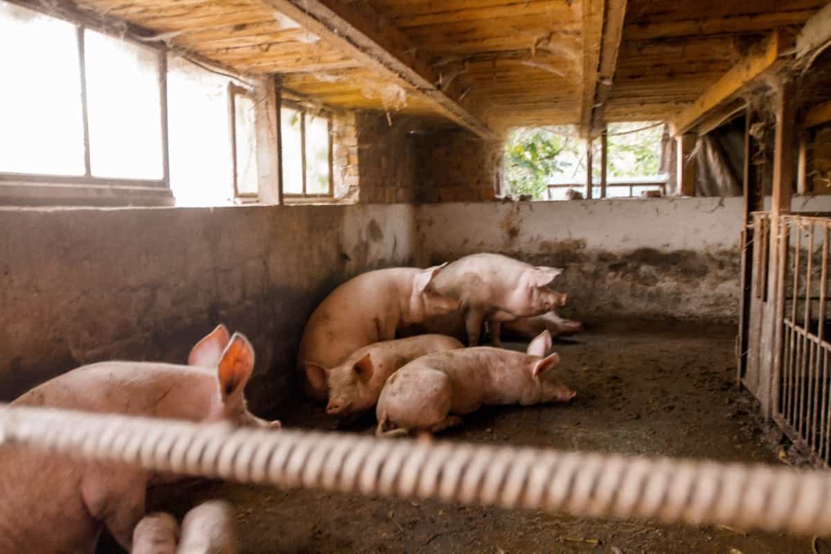 Pig Farm Indoor Design