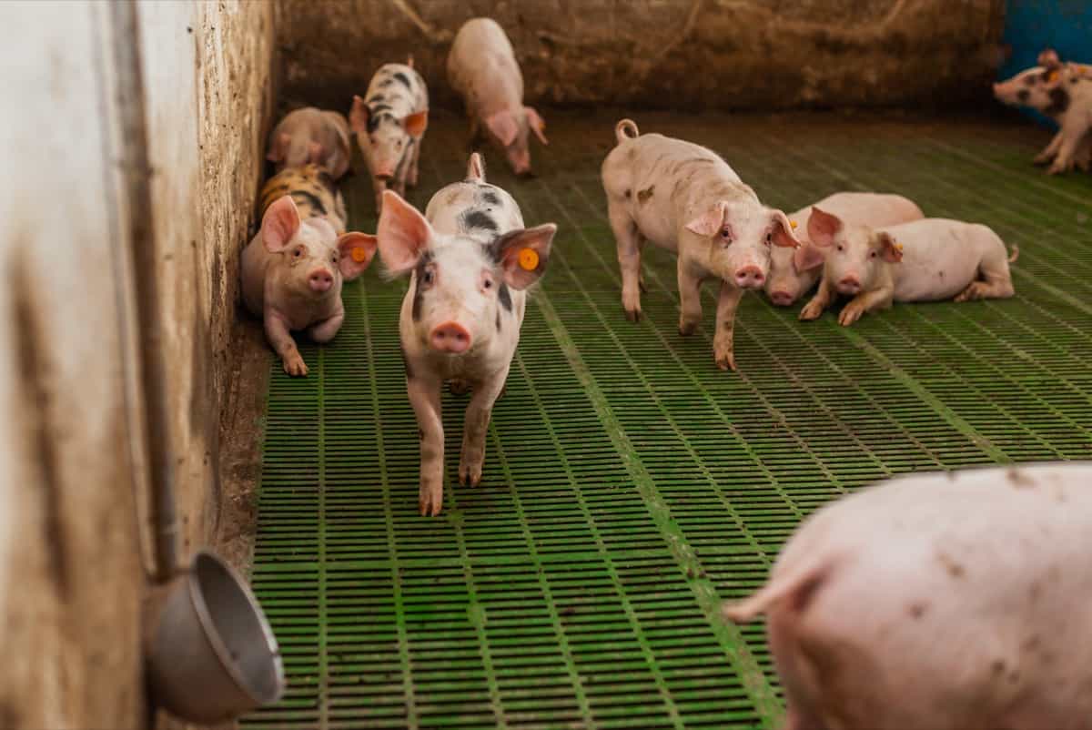 Pig Farm Flooring