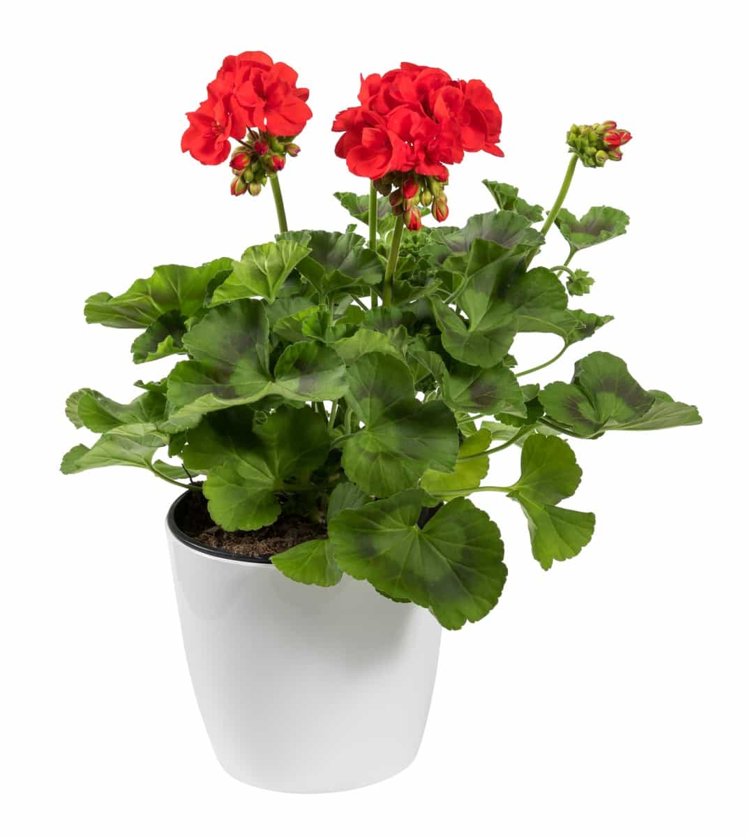 Low maintenance Outdoor Potted Plants 2