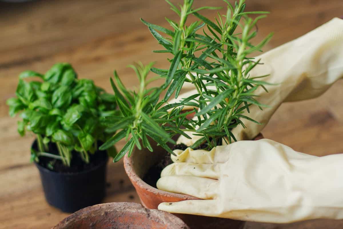 Repotting and cultivating aromatic herbs at home