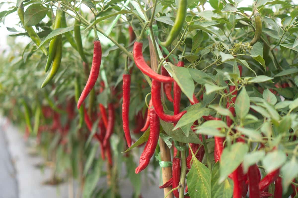 Management of Black Thrips in Chilli Peppers